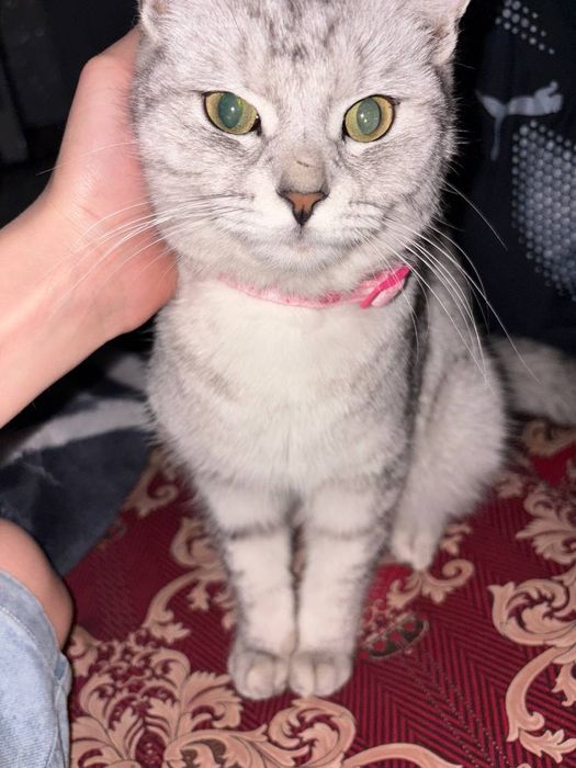 Британская кошка