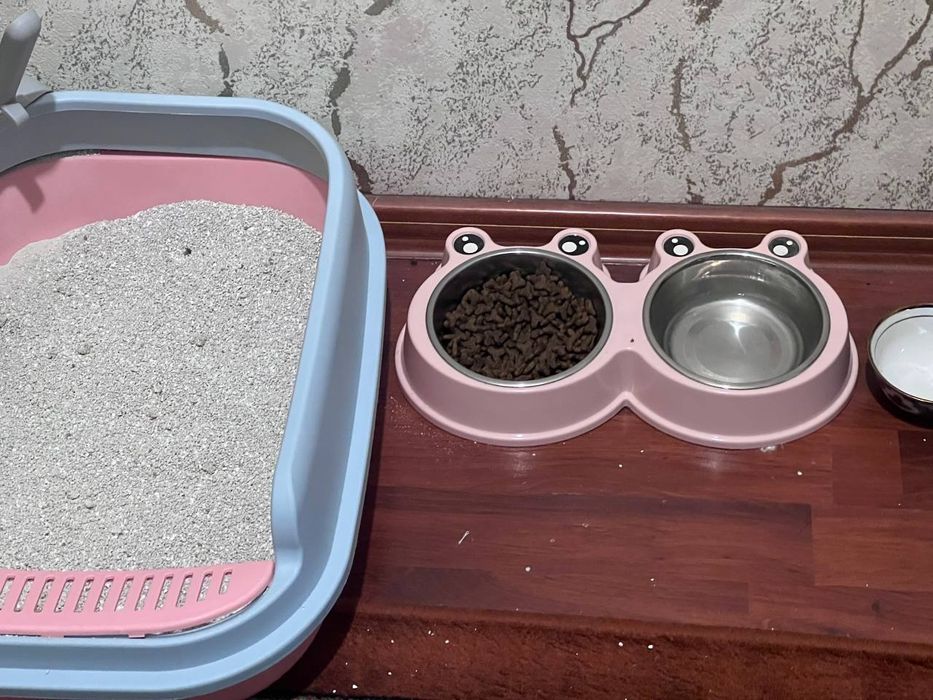 Скотиш фолд 1год девочка,со всеми пренодлежлестями!