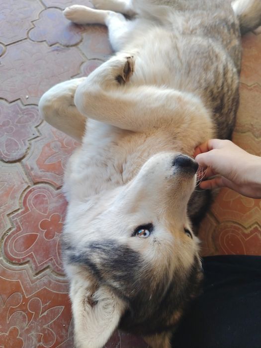 Haski sotiladi zotdor