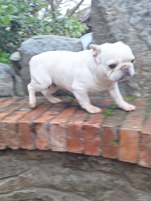 Bulldog francez femela