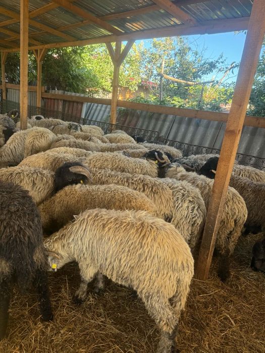 De vânzare berbecuți 70 de buc de la 40 la 60 de kg grasi ținuți pe stabulație