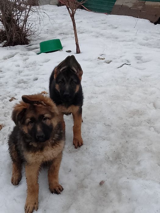 Продаём щенков немецкой овчарки