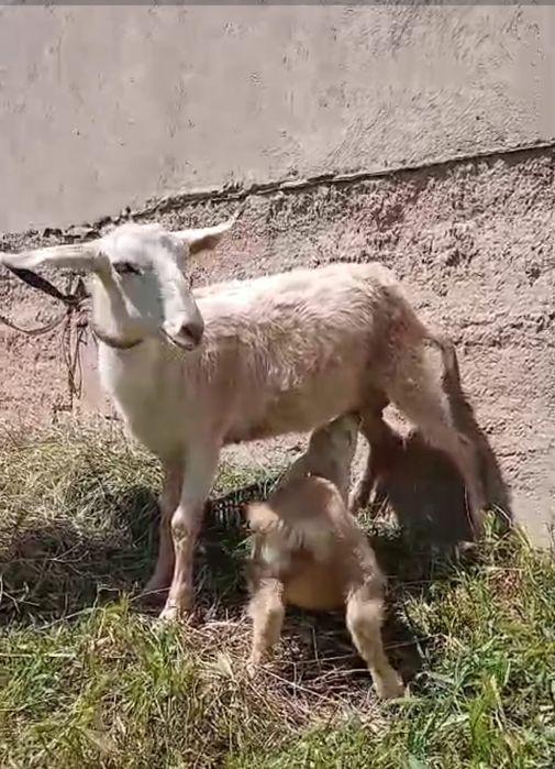Альпийский ешкілер сатылады