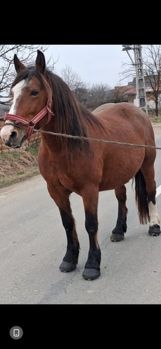 Vând iapă de 7 ani