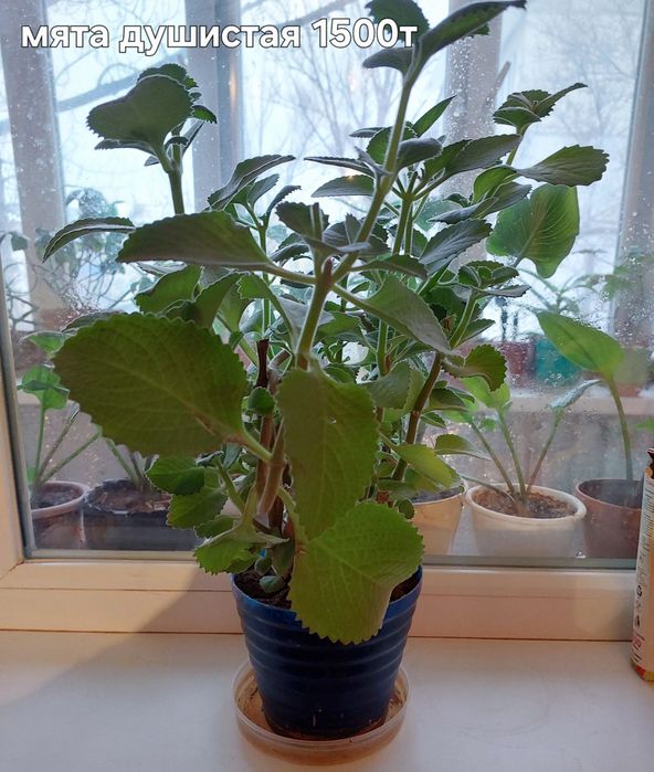 Цветы комнатные растения