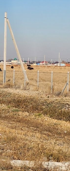 Кокозек вдоль БАКАДА