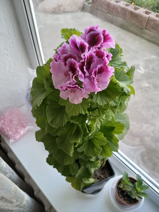 Срочно продам цветы