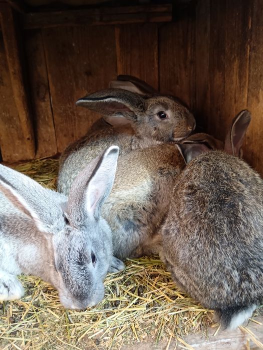 Vând iepuri de rasă Uriaș German