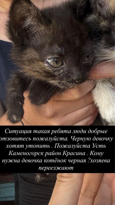 Отдам котенка девочку хотят утопить добрая урчит