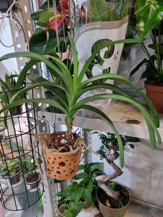 Ванда. Орхидея. Орхидея Ванда.