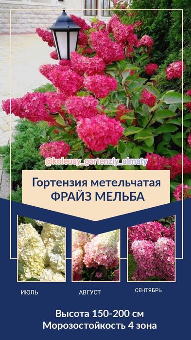 Гортензия метельчатая