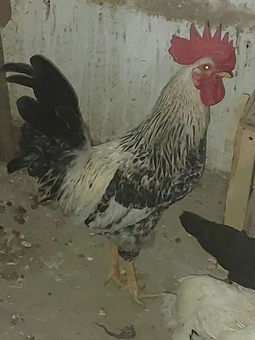 Xonaki Xo'roz sotiladi kelishilgan narxda