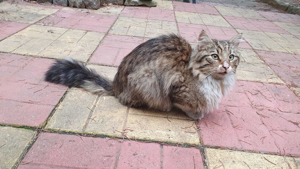 Дългокосмест прекрасник търси дом / може и приемен