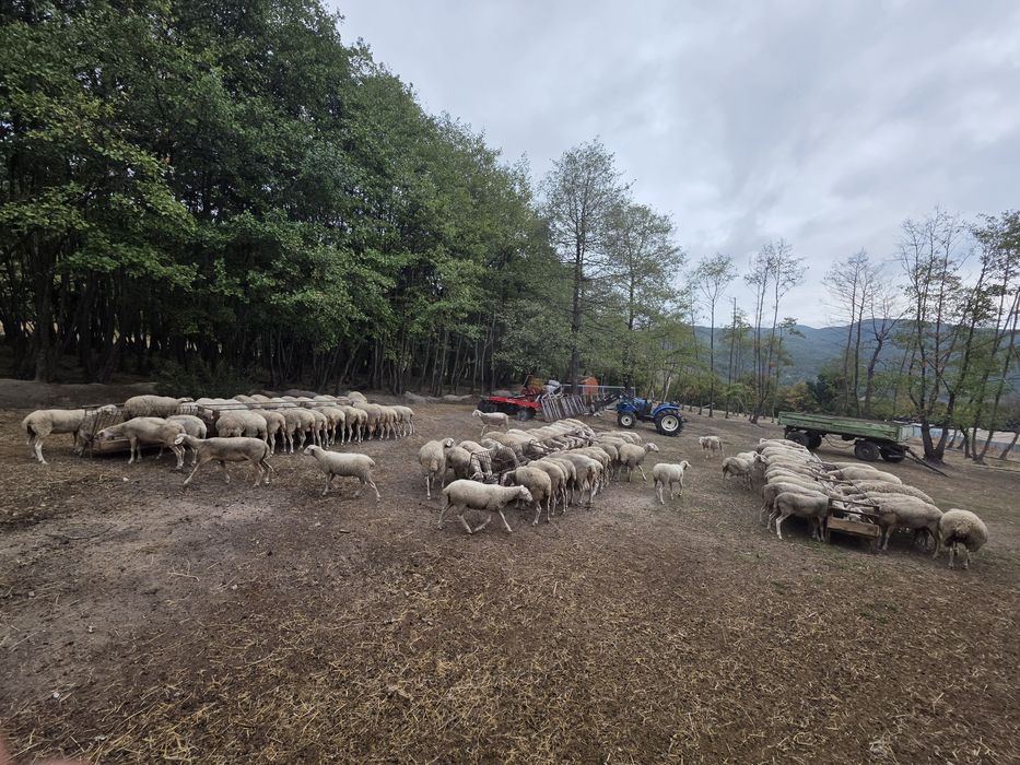 Овце порода лакон