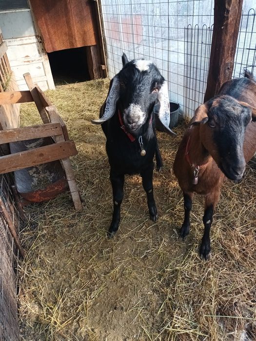 Vând țap anglo-nubian