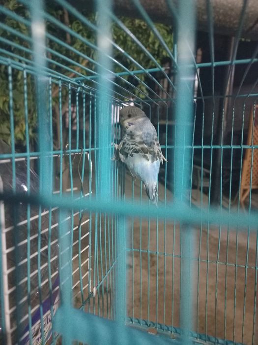 Valnistiy papugay