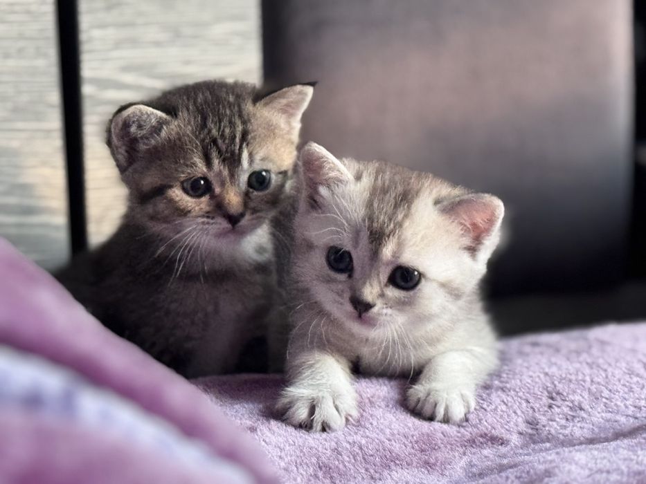 Британская короткошерестная