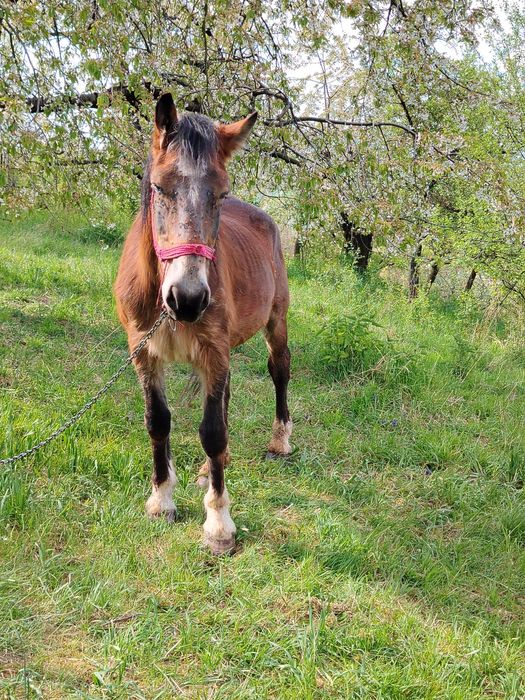 Vând armăsar blând