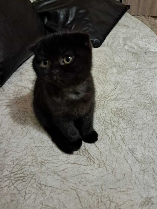 Британски късокосмести котета