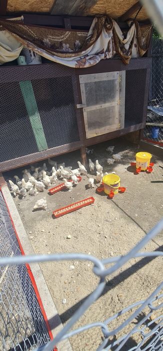 De vanzare pui Brahma hd