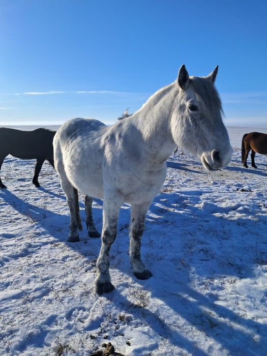 Айғыр сатам ,жасы 11 де