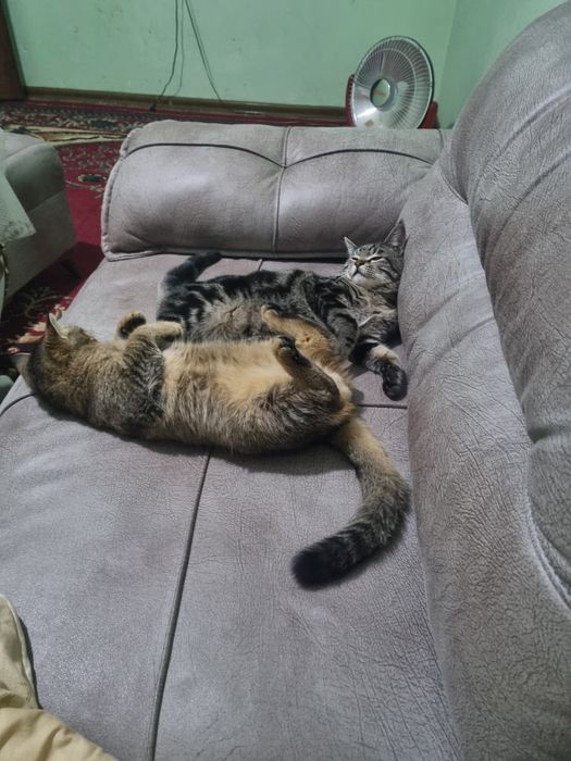 Ikalasi ham sotiladi sarigi qimmatroq narxini kelshamz aqlli gap uqadi