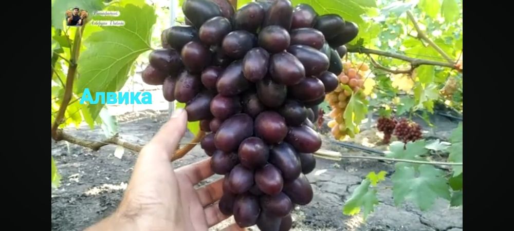 Виноград разных сортов