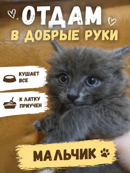 Котята отдам в добрые руки