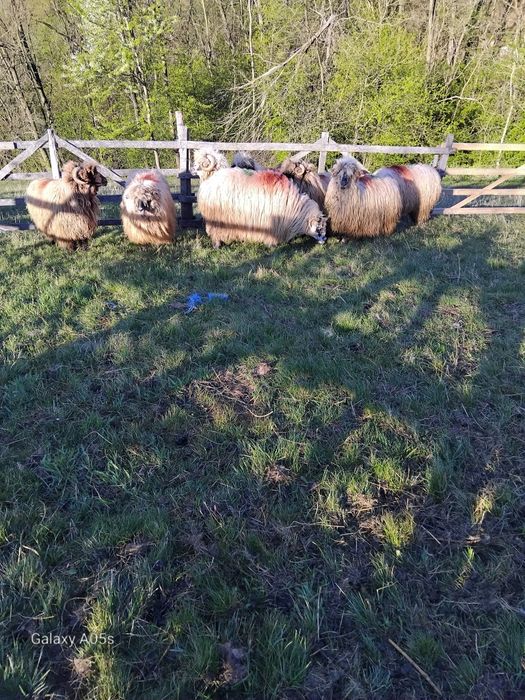 Vând oi  tinere și bune de ținut