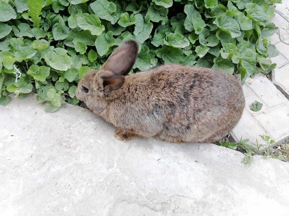 Para quyonlar sotiladi