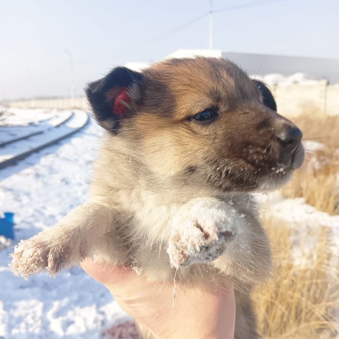 Отдам щенков в добрые руки