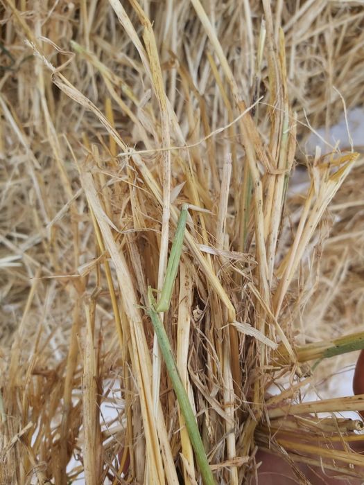 Продам солому ячменную