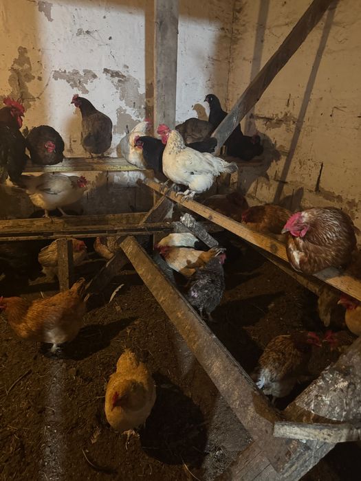 Продам домашних кур