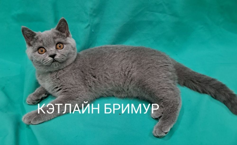 Британские котята