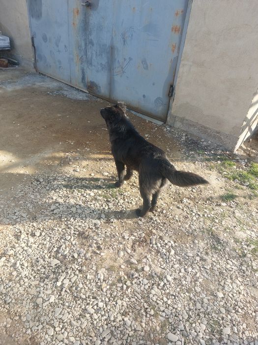 Белгийский овчарка