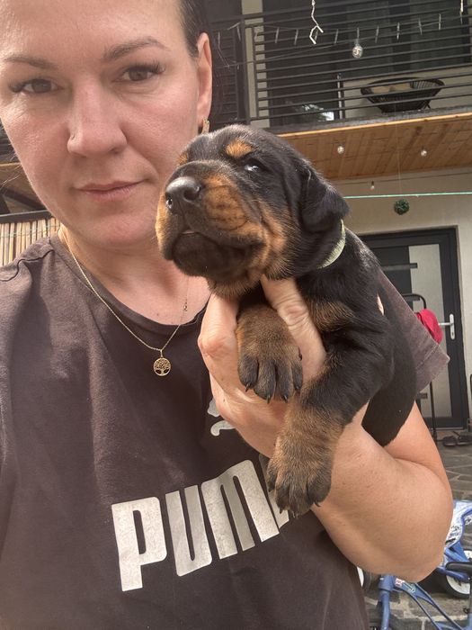 Rezervările pentru puii de Doberman sunt deschise