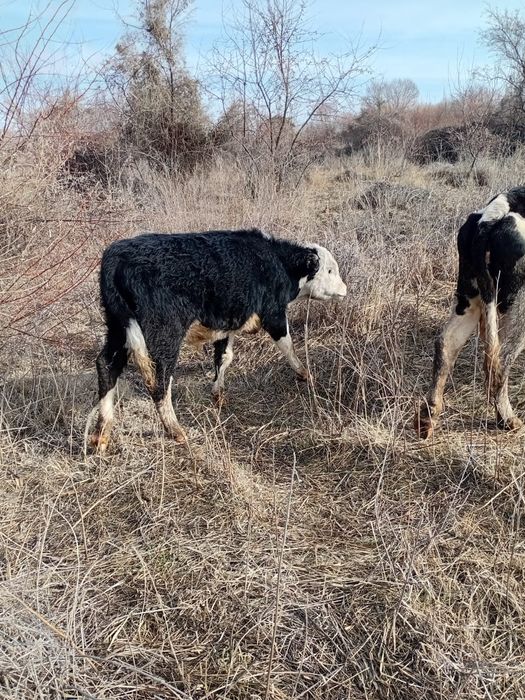Екі бычок, бұқалар сатылады