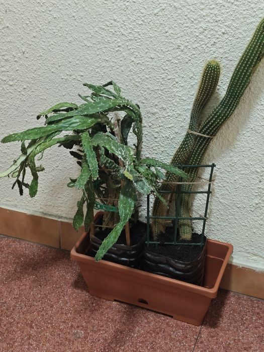 Vand cactuși aprox 40 cm