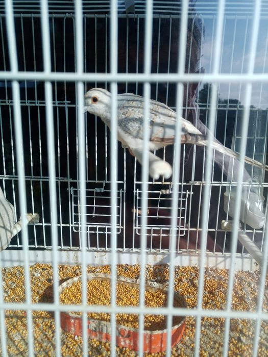 Turturele diamant ( o pereche matură și pui lor )