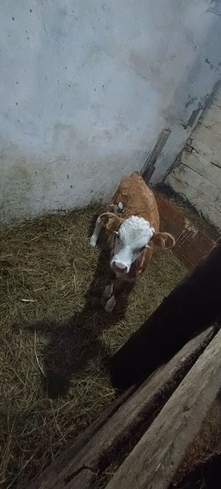 Продам телёнка телочка