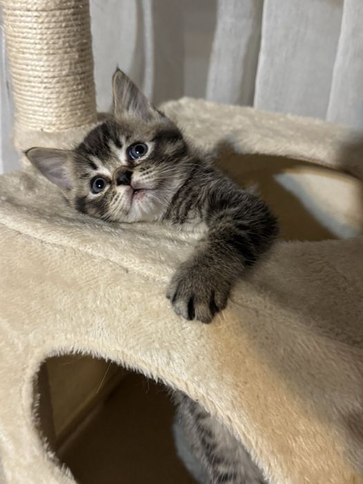 Британски късокосмести котенца