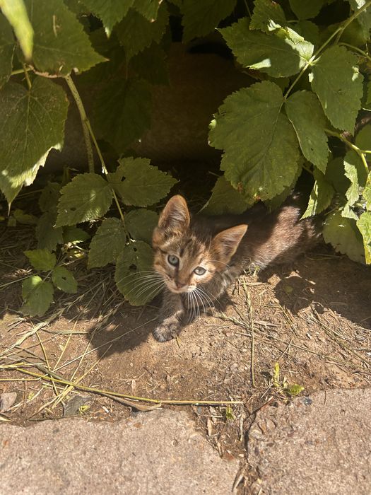 Продам котят( мама Мейн кун)