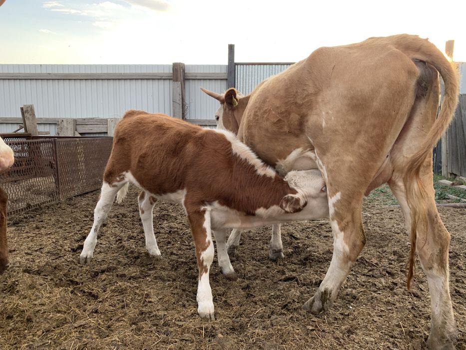 Продам 2х коров с телятами