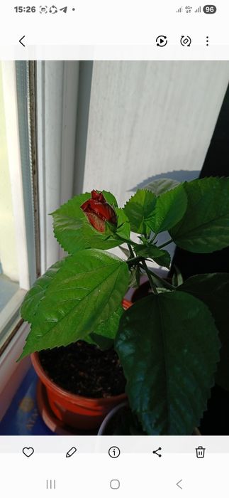 Продаю комнатные, адаптированные, местные цветы