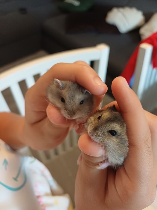 Vând hamsteri pitici