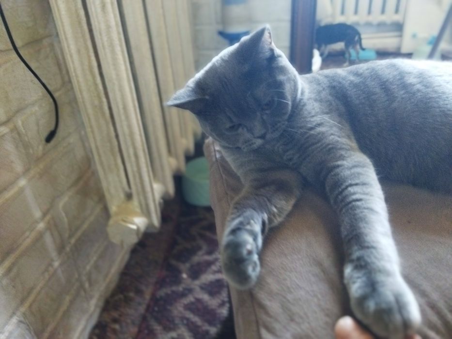 Кошка котята шотландская скотиш фолд страйт