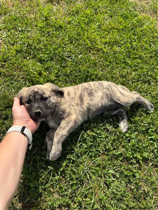 Donez catei 8 saptamani