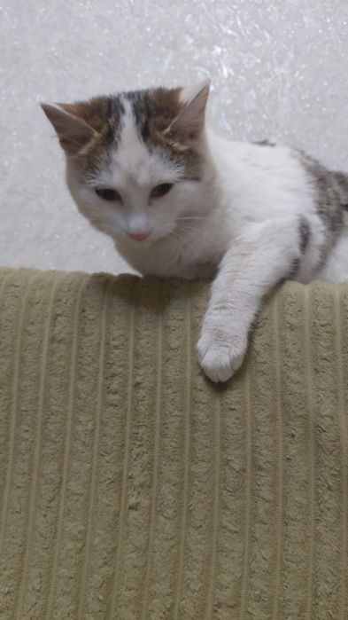 Кошечка бесплатно срочно!