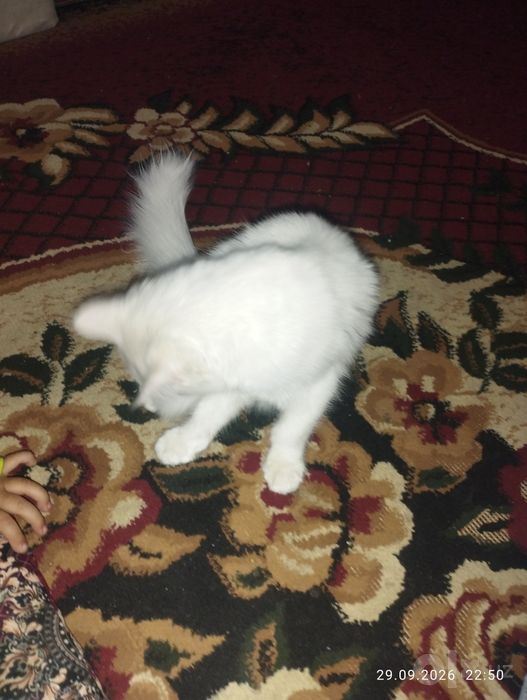 Mushuk bolasi tekin