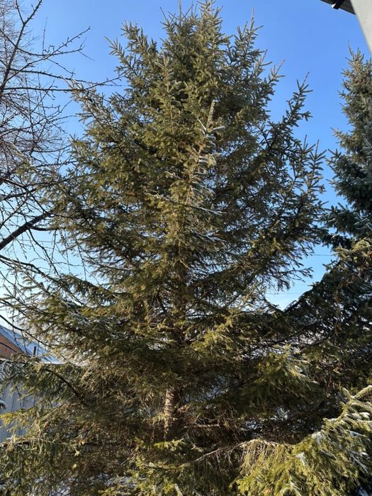 Ёлки на продажу ………………………….